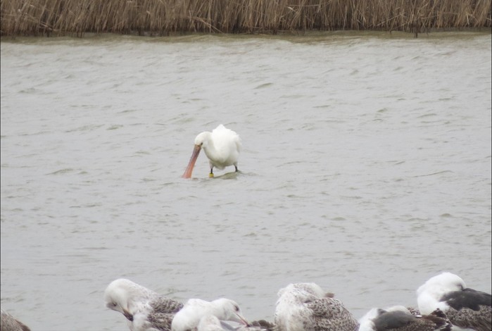 Spoonbill