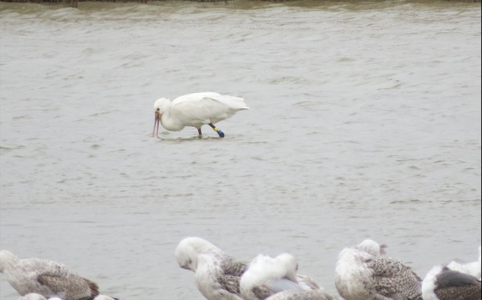 Spoonbill