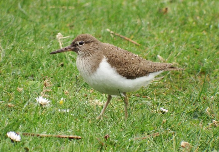 Common Sandpiper