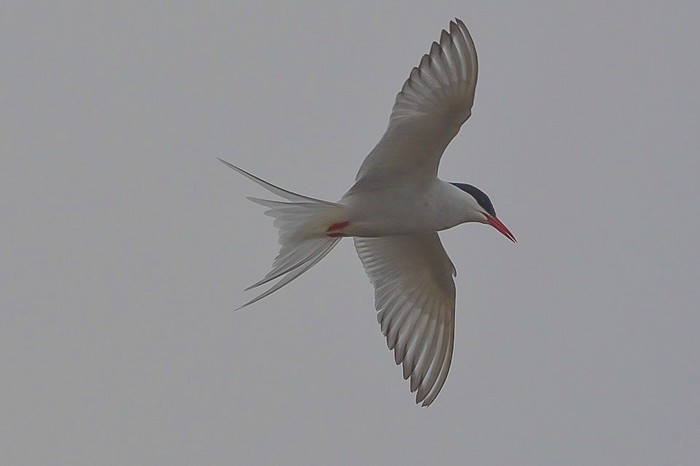 Arctic Tern