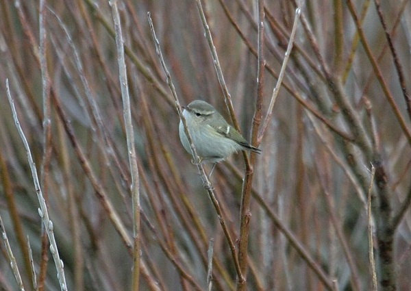 Hume's Yellow-browed Warbler