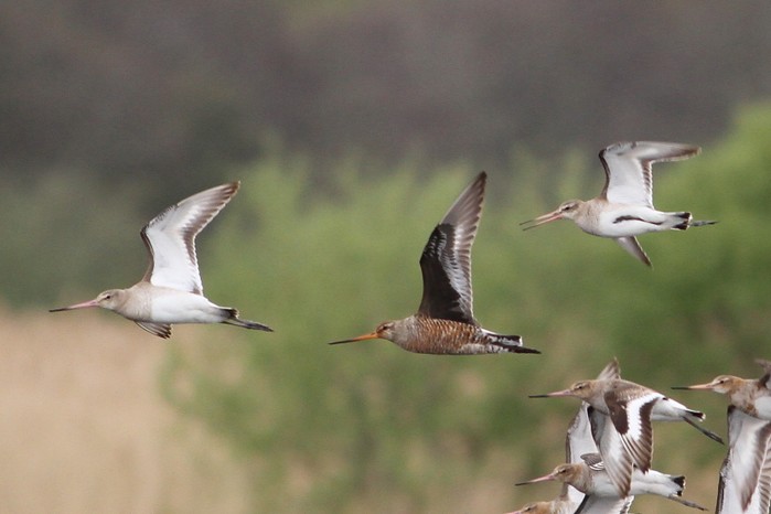 Hudsonian Godwit