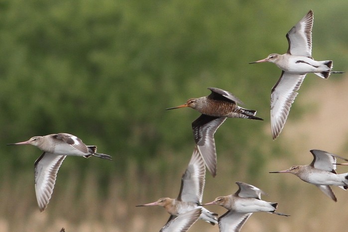 Hudsonian Godwit