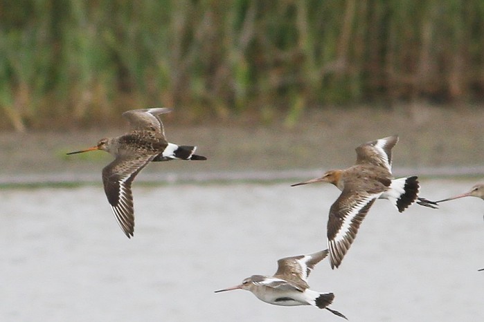 Hudsonian Godwit