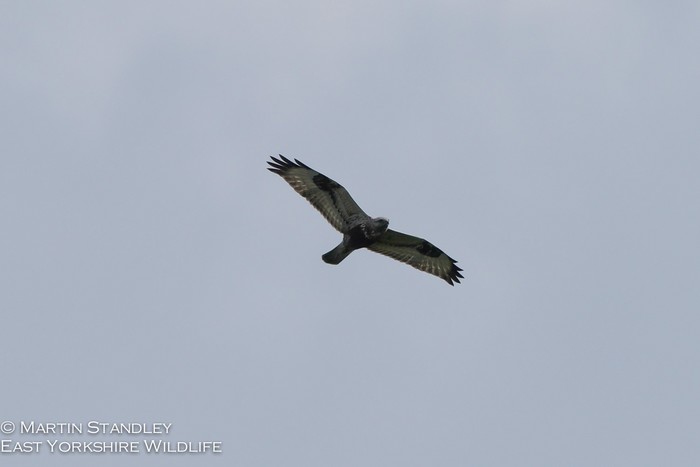 Rough-legged Buzzard