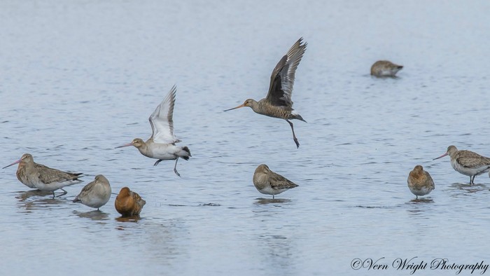 Hudsonian Godwit