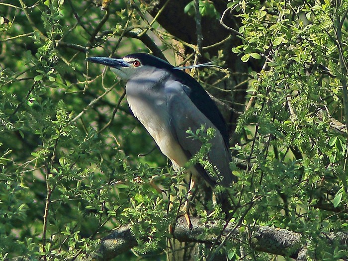 Night Heron