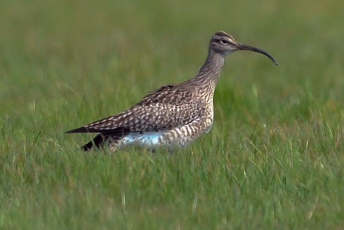 Whimbrel