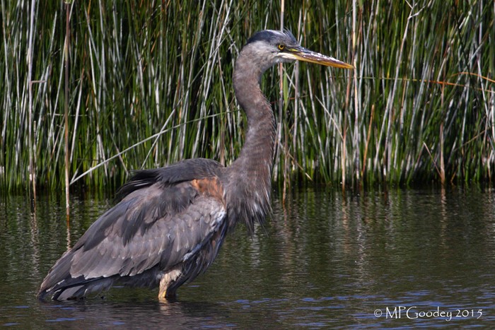 Great Blue Heron