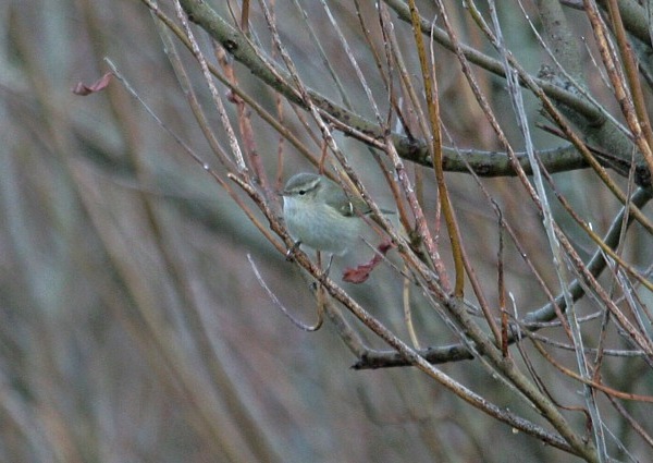 Hume's Yellow-browed Warbler
