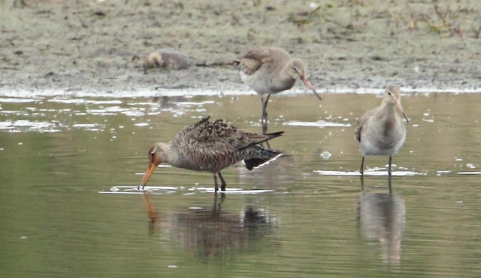 Hudsonian Godwit