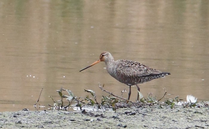 Hudsonian Godwit