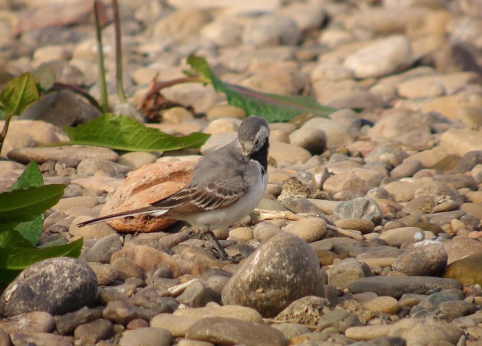 White Wagtail