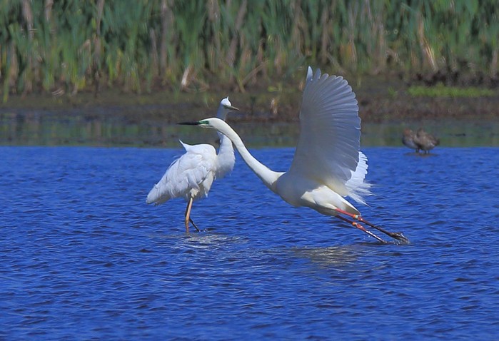 Great White Egret