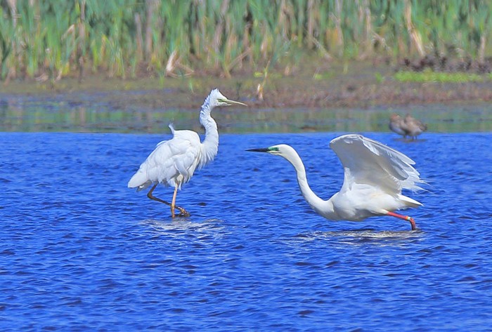 Great White Egret