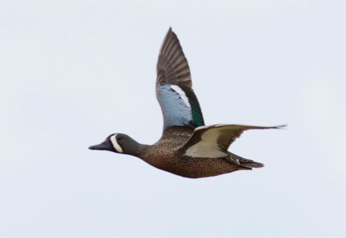 Blue-winged Teal
