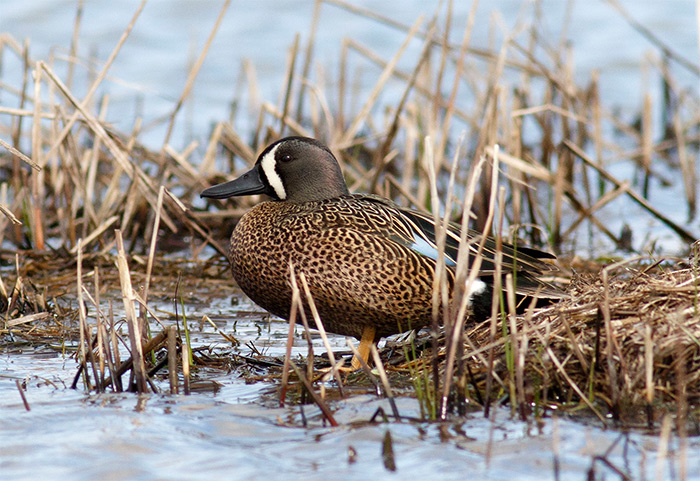 Blue-winged Teal