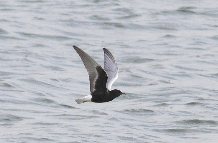 White-winged Black Tern