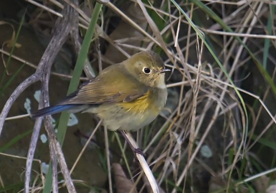Red-flanked Bluetail
