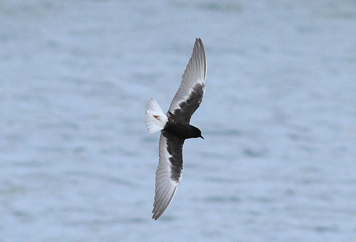 White-winged Black Tern