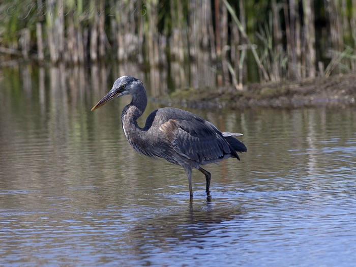 Great Blue Heron