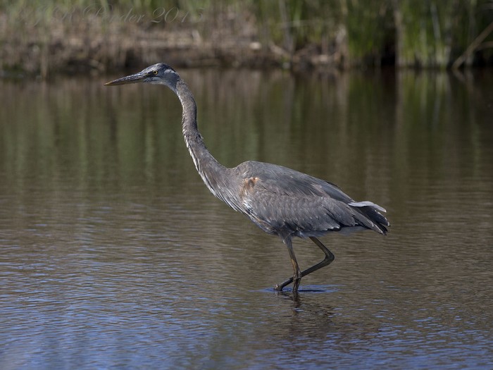 Great Blue Heron