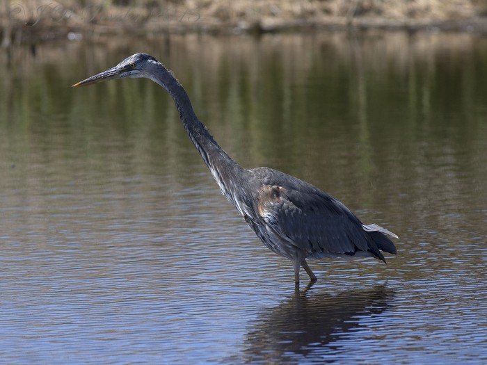 Great Blue Heron