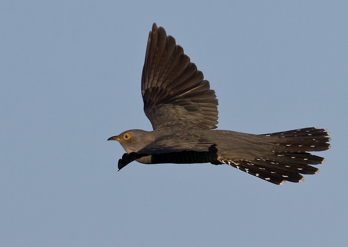 Cuckoo