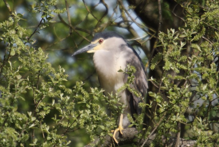 Night Heron