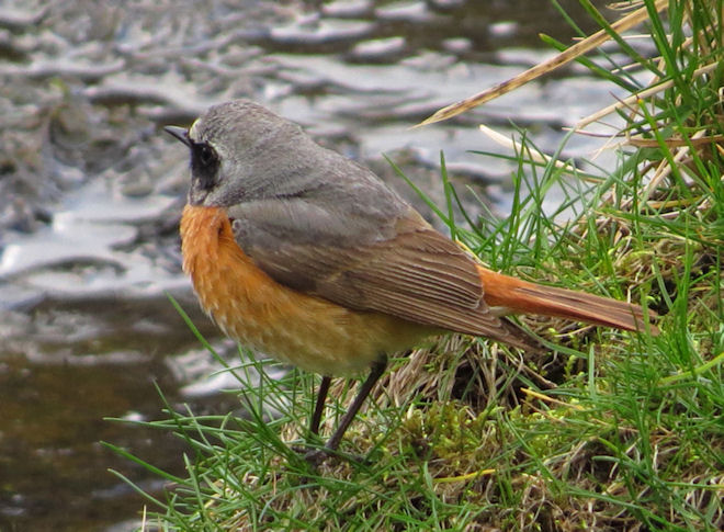 Redstart