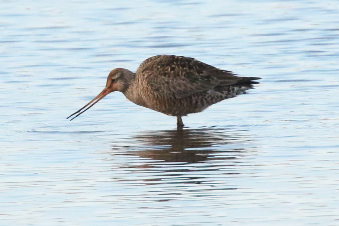 Hudsonian Godwit