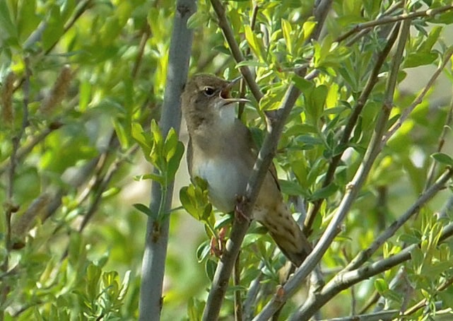 Grasshopper Warbler