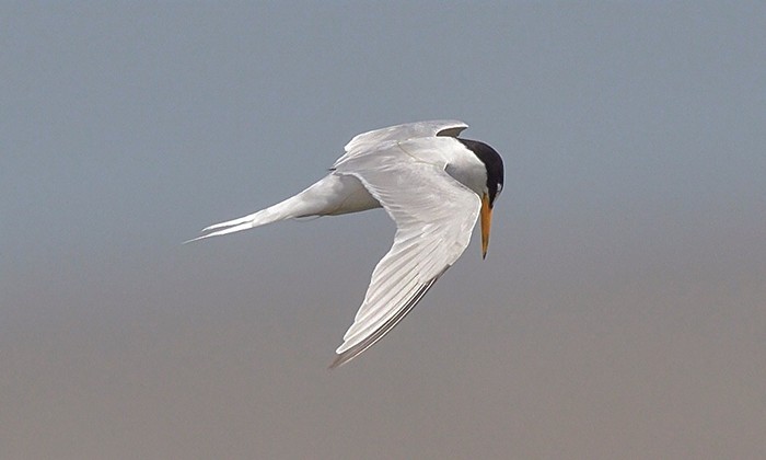 Little Tern