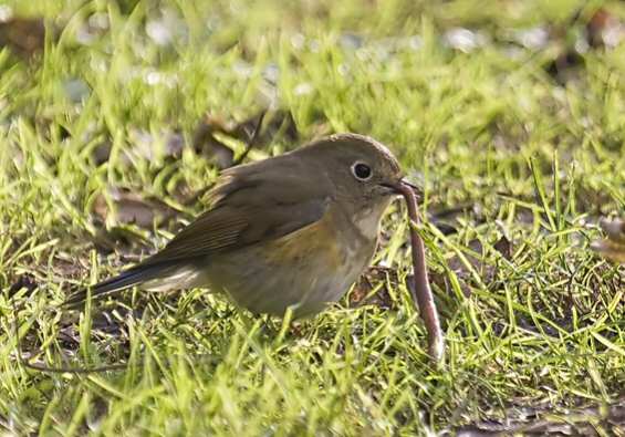 Red-flanked Bluetail