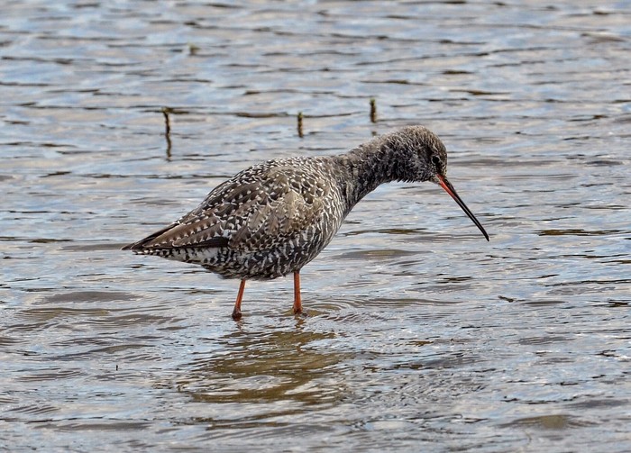 Spotted Redshank