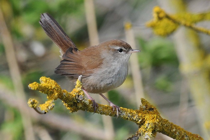 Cetti's Warbler