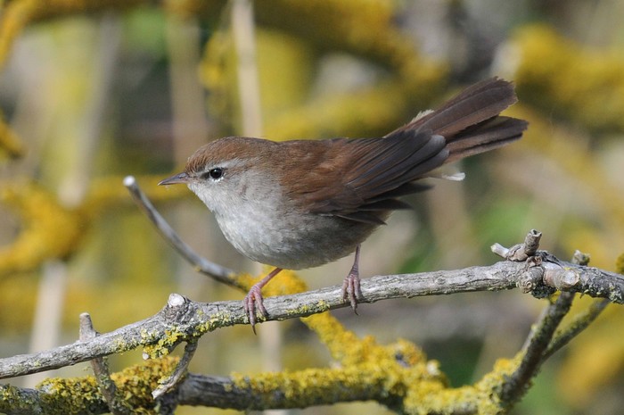 Cetti's Warbler