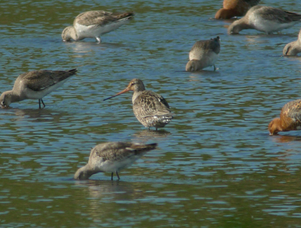 Hudsonian Godwit