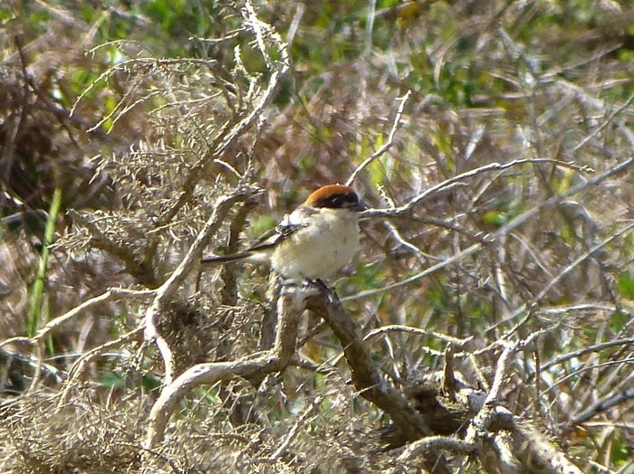 Woodchat Shrike