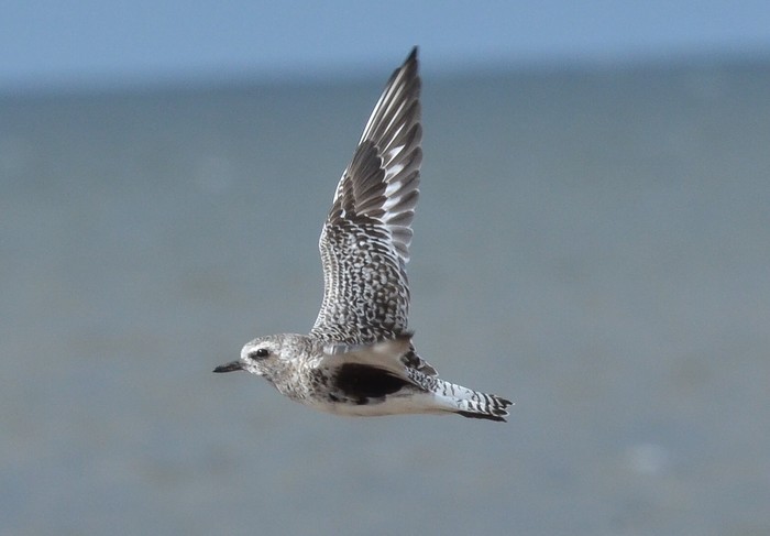 Grey Plover