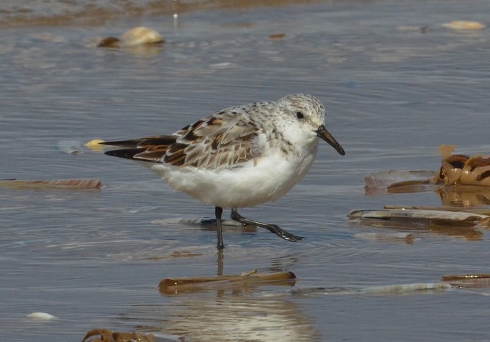 Sanderling