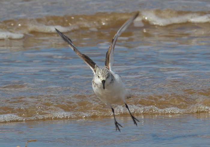 Sanderling