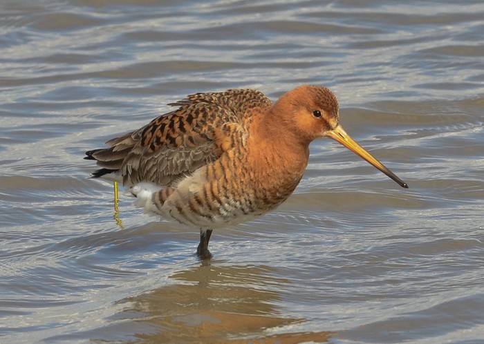 Black-tailed Godwit