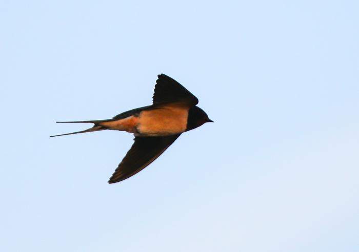 Swallow
