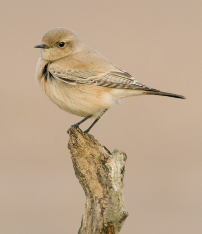 Desert Wheatear