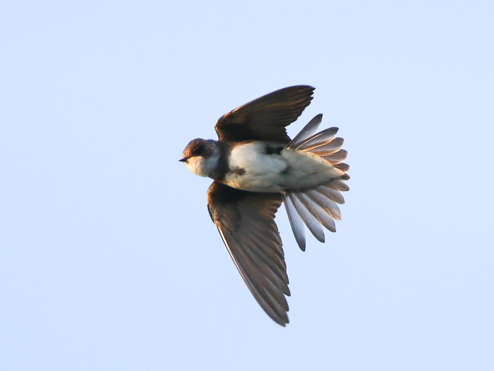 Sand Martin