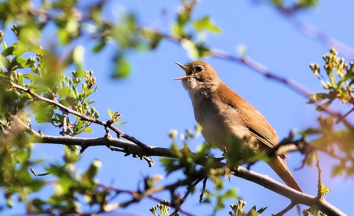 Nightingale