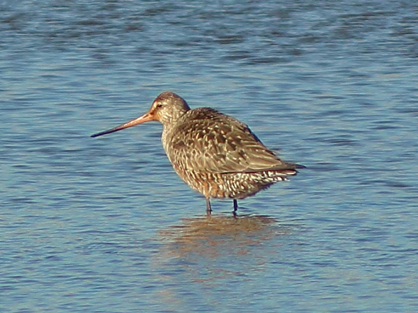 Hudsonian Godwit
