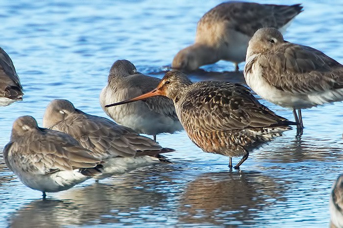 Hudsonian Godwit