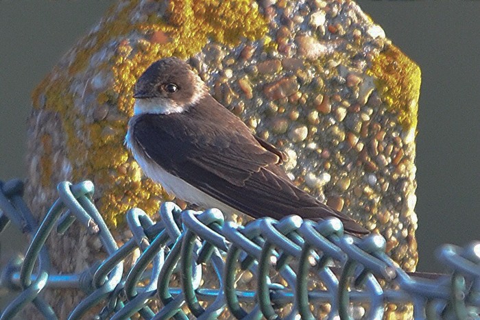 Sand Martin